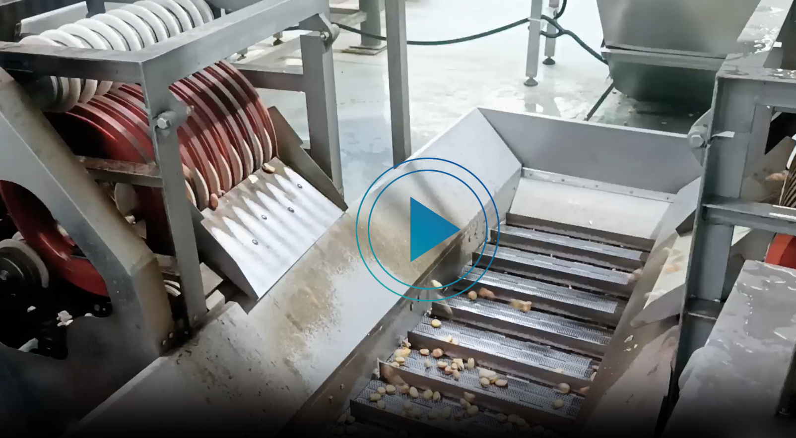 蠶豆油炸生產(chǎn)線